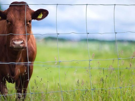 Tinggi 1,7m Metal Cattle Pagar Kekuatan tinggi Galvanized PVC Lapisan