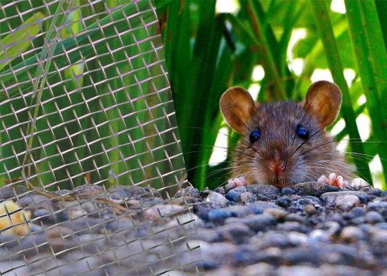 Tahan korosi tahan tahan tahan karat Stainless Steel Las Mesh Rodent Proof