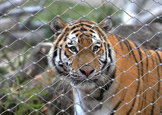 Jaring Tali Baja Tahan Karat untuk Pagar Kebun Binatang – Keamanan Tinggi dan Estetis